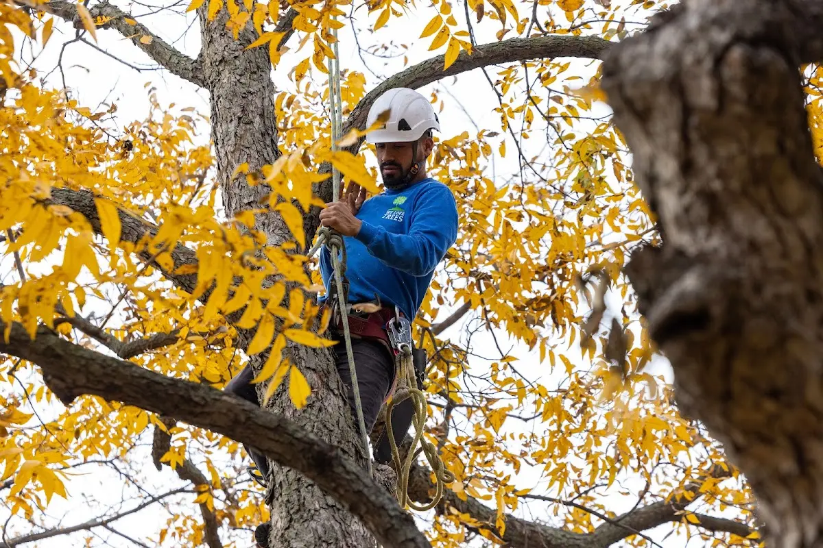 Skilled Tree Planing crew working in Greensboro